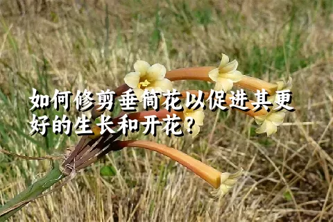 如何修剪垂筒花以促进其更好的生长和开花？