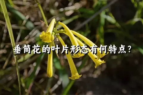 垂筒花的叶片形态有何特点？