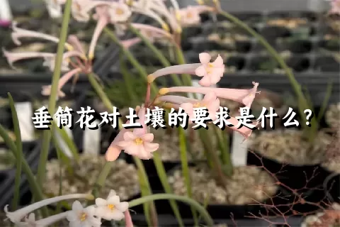 垂筒花对土壤的要求是什么？