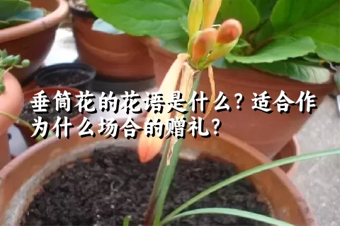 垂筒花的花语是什么？适合作为什么场合的赠礼？