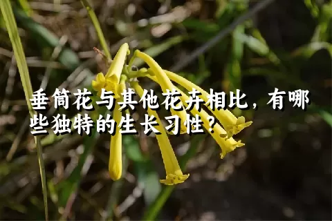 垂筒花与其他花卉相比，有哪些独特的生长习性？