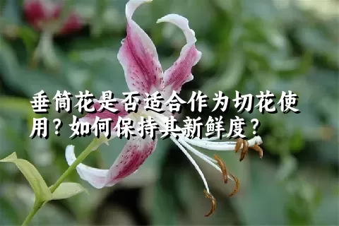 垂筒花是否适合作为切花使用？如何保持其新鲜度？