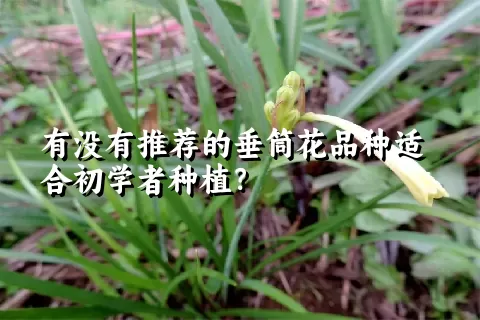 有没有推荐的垂筒花品种适合初学者种植？