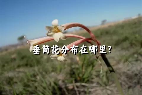 垂筒花分布在哪里?