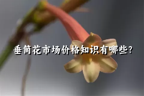 垂筒花市场价格知识有哪些？