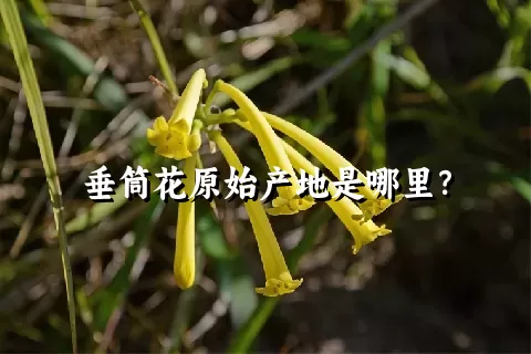 垂筒花原始产地是哪里？