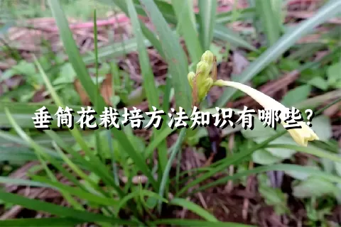 垂筒花栽培方法知识有哪些？