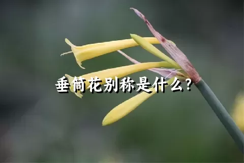 垂筒花别称是什么？