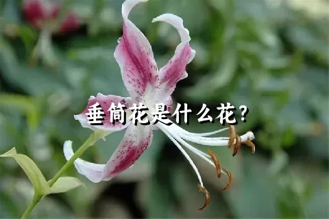 垂筒花是什么花？