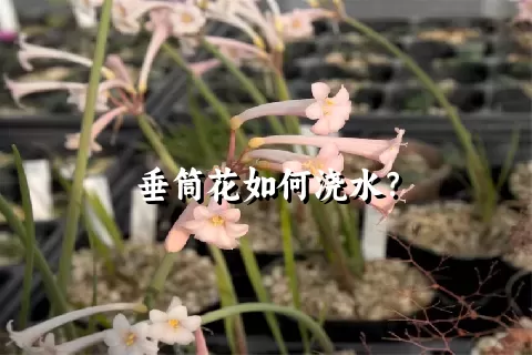 垂筒花如何浇水？