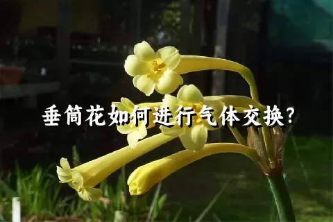 垂筒花如何进行气体交换？