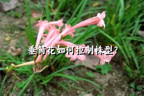 垂筒花如何控制株型？