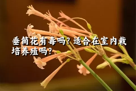 垂筒花有毒吗？适合在室内栽培养殖吗？