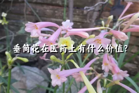 垂筒花在医药上有什么价值？