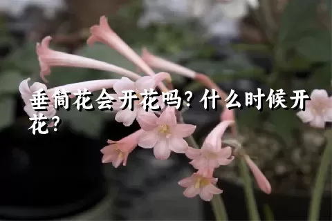 垂筒花会开花吗？什么时候开花？