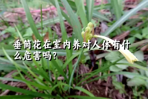 垂筒花在室内养对人体有什么危害吗？