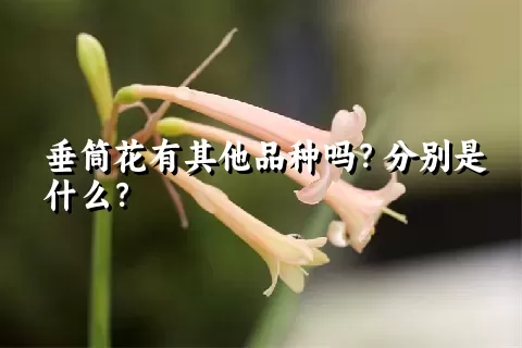 垂筒花有其他品种吗？分别是什么？