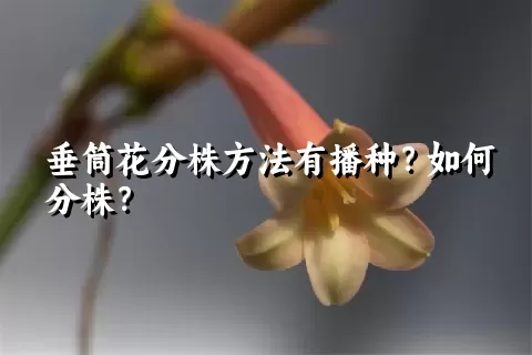 垂筒花分株方法有播种？如何分株？