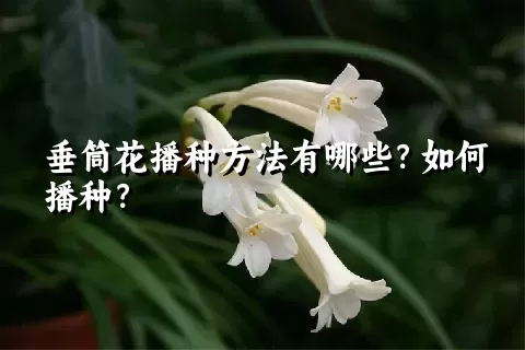 垂筒花播种方法有哪些？如何播种？