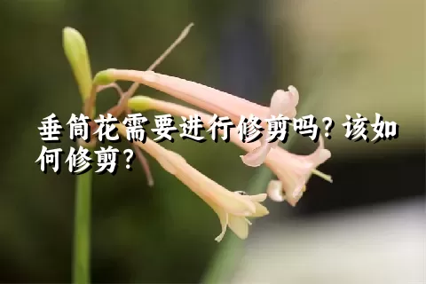 垂筒花需要进行修剪吗？该如何修剪？