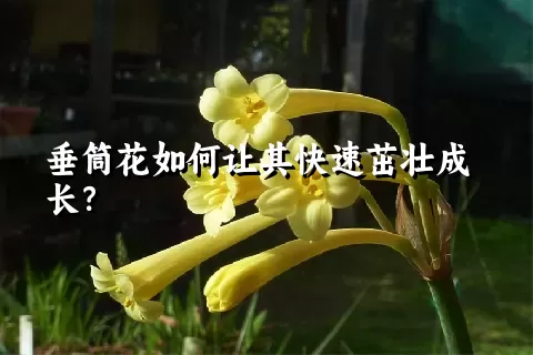 垂筒花如何让其快速茁壮成长？