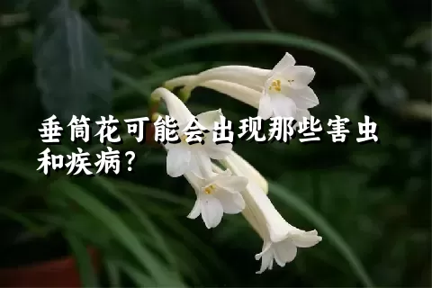 垂筒花可能会出现那些害虫和疾病？