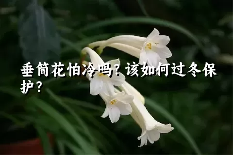 垂筒花怕冷吗？该如何过冬保护？