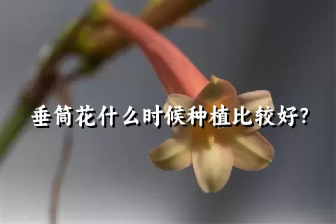 垂筒花什么时候种植比较好？