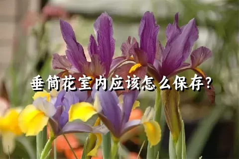 垂筒花室内应该怎么保存？