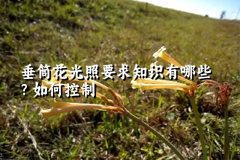 垂筒花光照要求知识有哪些？如何控制