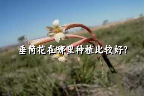 垂筒花在哪里种植比较好？