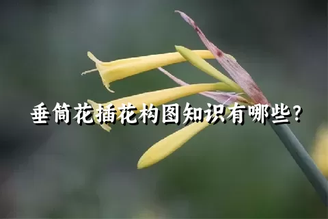 垂筒花插花构图知识有哪些？