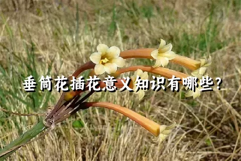 垂筒花插花意义知识有哪些？