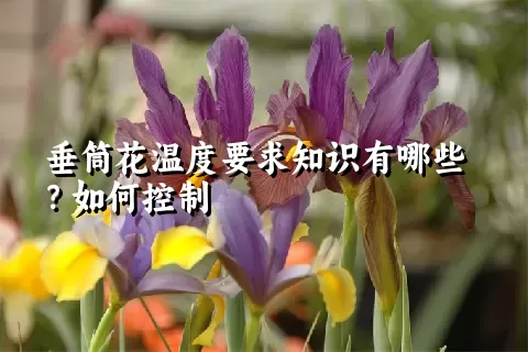 垂筒花温度要求知识有哪些？如何控制