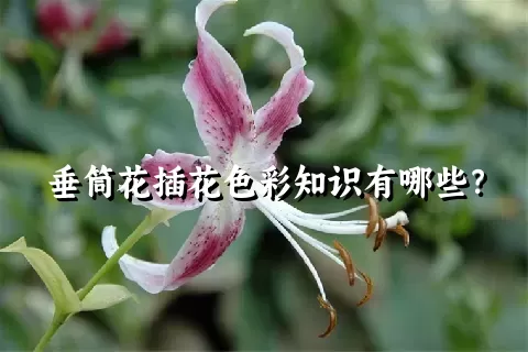 垂筒花插花色彩知识有哪些？