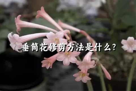 垂筒花修剪方法是什么？