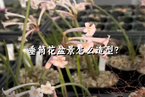 垂筒花盆景怎么造型？