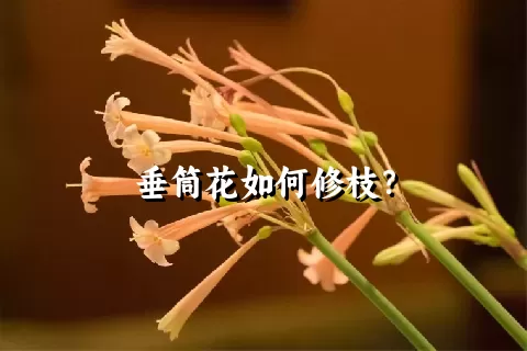 垂筒花如何修枝？