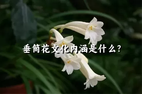 垂筒花文化内涵是什么？