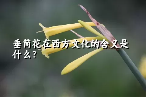 垂筒花在西方文化的含义是什么？