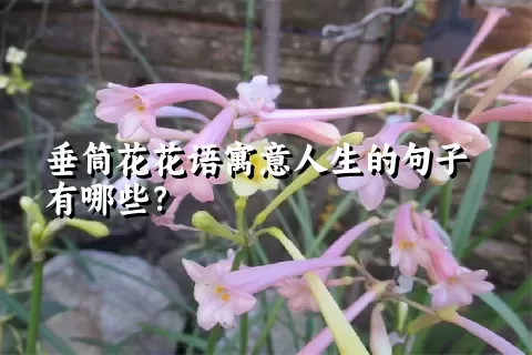 垂筒花花语寓意人生的句子有哪些？