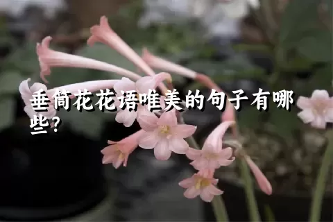 垂筒花花语唯美的句子有哪些？