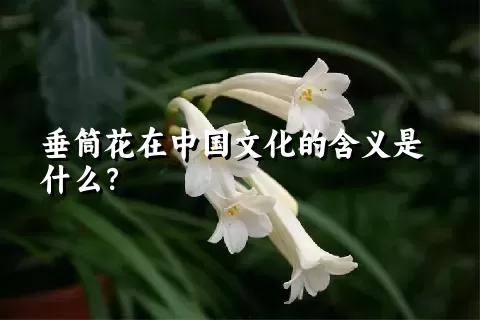 垂筒花在中国文化的含义是什么？