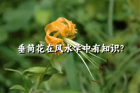 垂筒花在风水学中有知识？