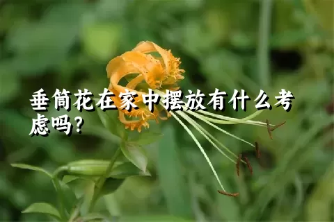 垂筒花在家中摆放有什么考虑吗？