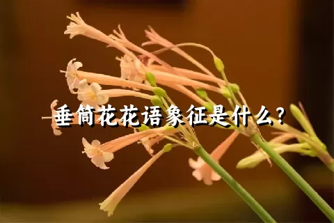 垂筒花花语象征是什么？