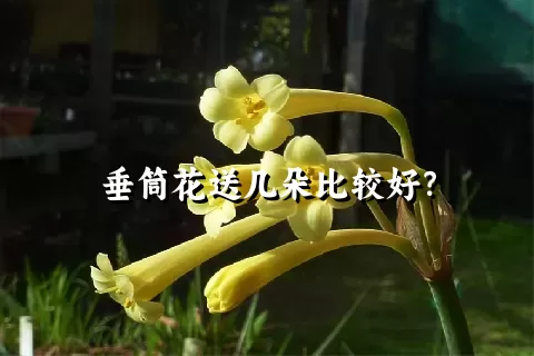 垂筒花送几朵比较好？