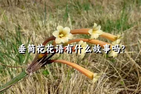 垂筒花花语有什么故事吗？