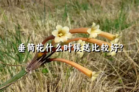 垂筒花什么时候送比较好？