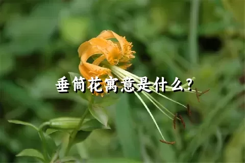 垂筒花寓意是什么？